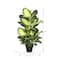 3.3ft. Potted Artificial Green & White Dumb Cane Tree